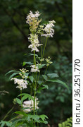 Лабазник вязолистный (лат. Filipendula ulmaria L. Maxim.) — лекарственное многолетнее травянистое растение семейства Розовые (Rosaceae). Растение в природной среде произрастания. Западная Сибирь, Россия. Стоковое фото, фотограф Евгений Мухортов / Фотобанк Лори