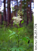 Лабазник вязолистный (лат. Filipendula ulmaria L. Maxim.) — лекарственное многолетнее травянистое растение семейства Розовые (Rosaceae). Растение в природной среде произрастания. Западная Сибирь, Россия. Стоковое фото, фотограф Евгений Мухортов / Фотобанк Лори
