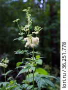 Лабазник вязолистный (лат. Filipendula ulmaria L. Maxim.) — лекарственное многолетнее травянистое растение семейства Розовые (Rosaceae). Растение в природной среде произрастания. Западная Сибирь, Россия. Стоковое фото, фотограф Евгений Мухортов / Фотобанк Лори
