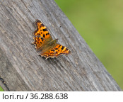 Бабочка Углокрыльница С-белое (Polygonia C-album) Стоковое фото, фотограф Галина Савина / Фотобанк Лори