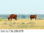 Коровы породы красная степная на пастбище. Кулундинская степь, Алтайский край. Стоковое фото, фотограф Григорий Писоцкий / Фотобанк Лори