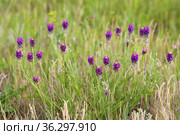 Astragalus austroaltaicus. Астрагал южно-алтайский в Кулундинской степи, Алтайский край. Стоковое фото, фотограф Григорий Писоцкий / Фотобанк Лори