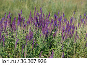 Blooming Salvia Superba close up on a sunny day. Стоковое фото, фотограф Володина Ольга / Фотобанк Лори