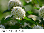 Opulifolius Diabolo blooms with white flowers in spring. Стоковое фото, фотограф Володина Ольга / Фотобанк Лори