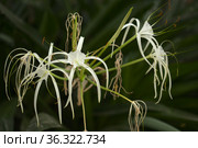 White flowers of Hymenocallis, spider lily, natural macro floral background. Стоковое фото, фотограф Tamara Kulikova / Фотобанк Лори