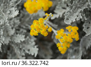 natural macro floral background with silver leaves of Jacobaea maritima, commonly known as silver ragwort. Стоковое фото, фотограф Tamara Kulikova / Фотобанк Лори