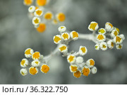 natural macro floral background with silver leaves of Jacobaea maritima, commonly known as silver ragwort. Стоковое фото, фотограф Tamara Kulikova / Фотобанк Лори