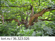 Лапина ясенелистная с зелеными соплодиями (Pterocarya fraxinifolia). Старовозрастное дерево. Стоковое фото, фотограф Ирина Борсученко / Фотобанк Лори