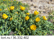 Yellow poppy flowers on the beach. Choban-kule. Crimea. (2021 год). Стоковое фото, фотограф Алексей Маринченко / Фотобанк Лори