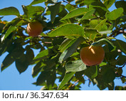 Japanese persimmon (Diospyros kaki) or kaki. Japan. Стоковое фото, фотограф Сергей Пристяжнюк (Serg Zastavkin) / Фотобанк Лори