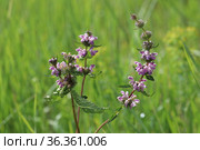 Phlomis tuberosa. Зопник клубненосный летним днем на лугу в Кулундинской степи. Стоковое фото, фотограф Григорий Писоцкий / Фотобанк Лори