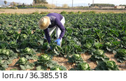 Afro american man farmer in straw hat picking fresh organic cabbage in crate on farm. Стоковое видео, видеограф Яков Филимонов / Фотобанк Лори