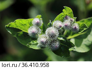 Arctium. Соцветие лопуха крупным планом. Стоковое фото, фотограф Григорий Писоцкий / Фотобанк Лори