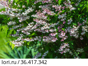 Shrub with beautiful white and pink full flowers - Deutzia scabra flowering in spring. Стоковое фото, фотограф Ольга Сейфутдинова / Фотобанк Лори