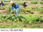 Senior man hoeing soil on vegetable rows. Стоковое фото, фотограф Яков Филимонов / Фотобанк Лори