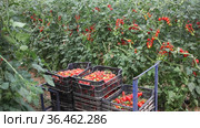 Crates with harvest of ripe red Cherry tomatoes in greenhouse. Стоковое видео, видеограф Яков Филимонов / Фотобанк Лори