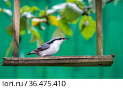 Птица поползень на кормушке (англ. Nuthatch) (лат. Sitta europaea) Стоковое фото, фотограф Галина Савина / Фотобанк Лори