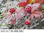 Rubus arcticus, спелая княженика или арктическая малина. Стоковое фото, фотограф Сергей Дрозд / Фотобанк Лори