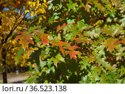 Разноцветные листья дуба красного или остролистного (лат. Quercus rubra) на ветках осенью. Стоковое фото, фотограф Елена Коромыслова / Фотобанк Лори
