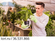Florist inspecting Monstera in greenhouse. Стоковое фото, фотограф Яков Филимонов / Фотобанк Лори