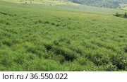 Горный Алтай. Поле солянки холмовой (Salsola collina). Вид с воздуха. Altai mountains. Field of saltwort (Salsola collina). Aerial view. Стоковое видео, видеограф Евгений Романов / Фотобанк Лори