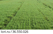 Горный Алтай. Поле солянки холмовой (Salsola collina). Вид с воздуха. Altai mountains. Field of saltwort (Salsola collina). Aerial view. Стоковое видео, видеограф Евгений Романов / Фотобанк Лори