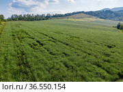 Горный Алтай. Поле солянки холмовой (Salsola collina). Вид с воздуха. Altai mountains. Field of saltwort (Salsola collina). Aerial view. Стоковое фото, фотограф Евгений Романов / Фотобанк Лори