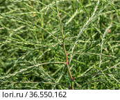 Горный Алтай. Поле солянки холмовой (Salsola collina). Altai mountains. Field of saltwort (Salsola collina). Стоковое фото, фотограф Евгений Романов / Фотобанк Лори
