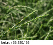 Горный Алтай. Поле солянки холмовой (Salsola collina). Altai mountains. Field of saltwort (Salsola collina). Стоковое фото, фотограф Евгений Романов / Фотобанк Лори