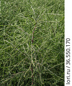 Горный Алтай. Поле солянки холмовой (Salsola collina). Altai mountains. Field of saltwort (Salsola collina). Стоковое фото, фотограф Евгений Романов / Фотобанк Лори