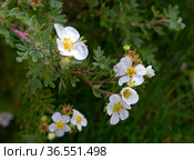 Цветёт кустарник Лапчатка белая (или Курильский чай) ( англ. bloodroot, cinquefoil ) Стоковое фото, фотограф Галина Савина / Фотобанк Лори