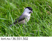 Буроголовая гаичка, или пухляк, (лат. Poecile montanus). ( англ. willow tit, Black-capped Chickadee) Стоковое фото, фотограф Галина Савина / Фотобанк Лори