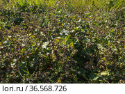 Густые заросли лопуха войлочного. Dense thickets of woolly burdock (Arctium tomentosum). Стоковое фото, фотограф Евгений Романов / Фотобанк Лори