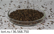 Семена лопуха войлочного. Woolly burdock seeds (Arctium tomentosum). Стоковое видео, видеограф Евгений Романов / Фотобанк Лори