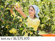 Woman harvesting yellow apples on farm. Стоковое фото, фотограф Яков Филимонов / Фотобанк Лори