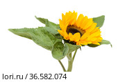 Helianthus annuus, the common sunflower, isolated on white background. Стоковое фото, фотограф Tamara Kulikova / Фотобанк Лори