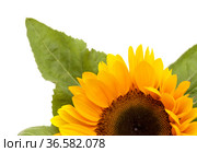 Helianthus annuus, the common sunflower, isolated on white background. Стоковое фото, фотограф Tamara Kulikova / Фотобанк Лори