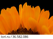 Helianthus annuus, the common sunflower, isolated on black background. Стоковое фото, фотограф Tamara Kulikova / Фотобанк Лори