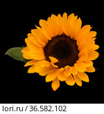 Helianthus annuus, the common sunflower, isolated on black background. Стоковое фото, фотограф Tamara Kulikova / Фотобанк Лори