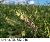 Сельскохозяйственные посевы астрагала перепончатого. Field of Mongolian milkvetch (Astragalus membranaceus). Стоковое фото, фотограф Евгений Романов / Фотобанк Лори