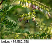 Сельскохозяйственные посевы астрагала перепончатого. Field of Mongolian milkvetch (Astragalus membranaceus). Стоковое фото, фотограф Евгений Романов / Фотобанк Лори