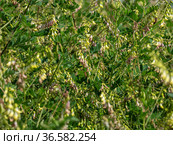 Сельскохозяйственные посевы астрагала перепончатого. Field of Mongolian milkvetch (Astragalus membranaceus). Стоковое фото, фотограф Евгений Романов / Фотобанк Лори
