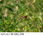 Сельскохозяйственные посевы астрагала перепончатого. Field of Mongolian milkvetch (Astragalus membranaceus). Стоковое фото, фотограф Евгений Романов / Фотобанк Лори