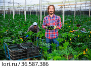 Owner of the greenhouse demonstrates the harvest of zucchini. Стоковое фото, фотограф Яков Филимонов / Фотобанк Лори