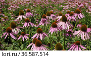Поле эхинацеи пурпурной (Echinacea purpurea). Field of echinacea (Echinacea purpurea). Стоковое видео, видеограф Евгений Романов / Фотобанк Лори