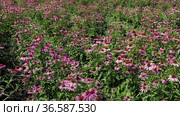 Поле эхинацеи пурпурной (Echinacea purpurea). Вид с воздуха. Field of echinacea (Echinacea purpurea). Aerial view. Стоковое видео, видеограф Евгений Романов / Фотобанк Лори