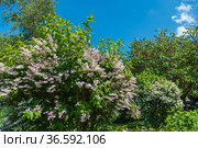 Shrub with beautiful white and pink full flowers - Deutzia scabra flowering in spring. Стоковое фото, фотограф Ольга Сейфутдинова / Фотобанк Лори