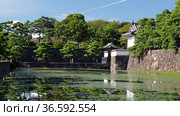 Video of the Kikyo-bori moat overgrown with water plants around the Tokyo Imperial Palace. Tokyo. Japan (2021 год). Стоковое видео, видеограф Сергей Пристяжнюк (Serg Zastavkin) / Фотобанк Лори