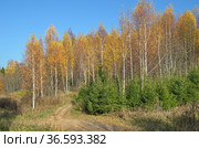 Осенний пейзаж с пожелтевшими березами и молодыми елями. Стоковое фото, фотограф Елена Коромыслова / Фотобанк Лори