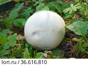 Головач гигантский (лат. Calvatia gigantea) — вид грибов из рода Головач (лат.Calvatia) семейства Шампиньоновые (лат.Agaricaceae) Стоковое фото, фотограф Зобков Юрий / Фотобанк Лори